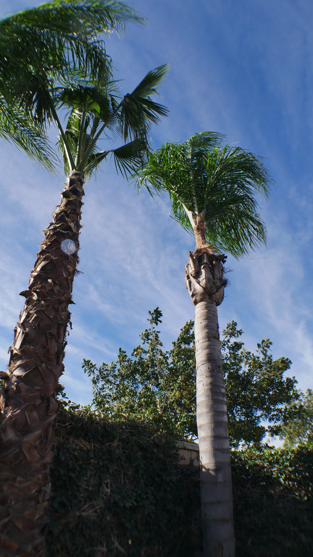 Commercial palm trees