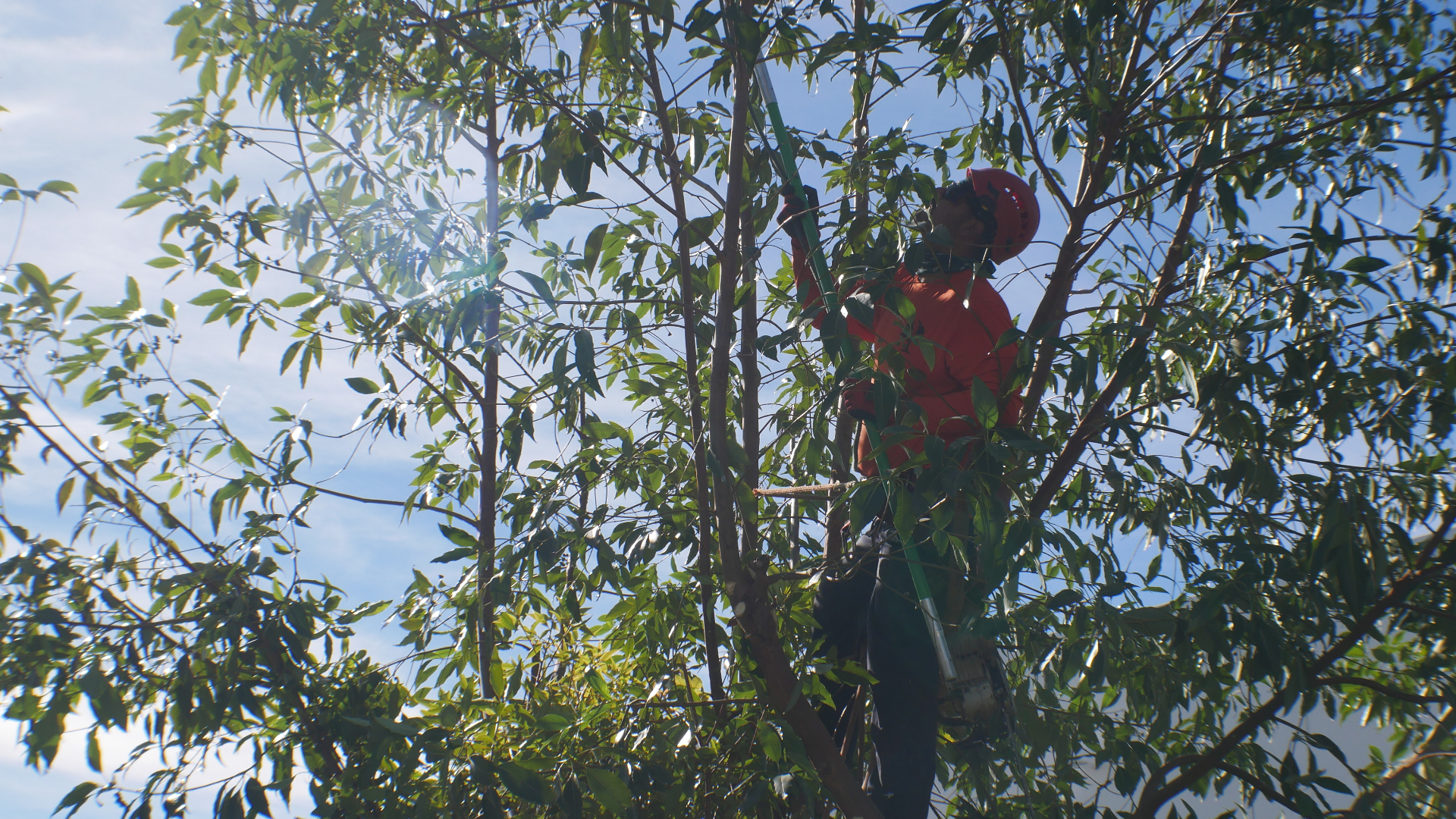 Do your trees need pruning?