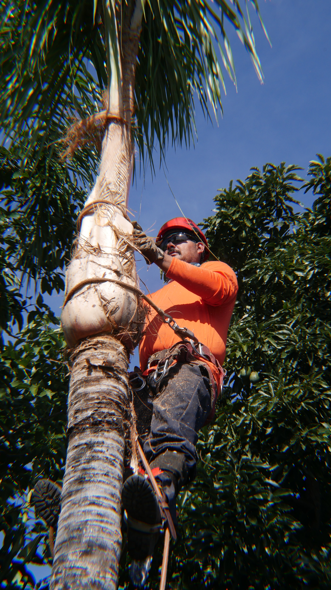 Tree trimming service