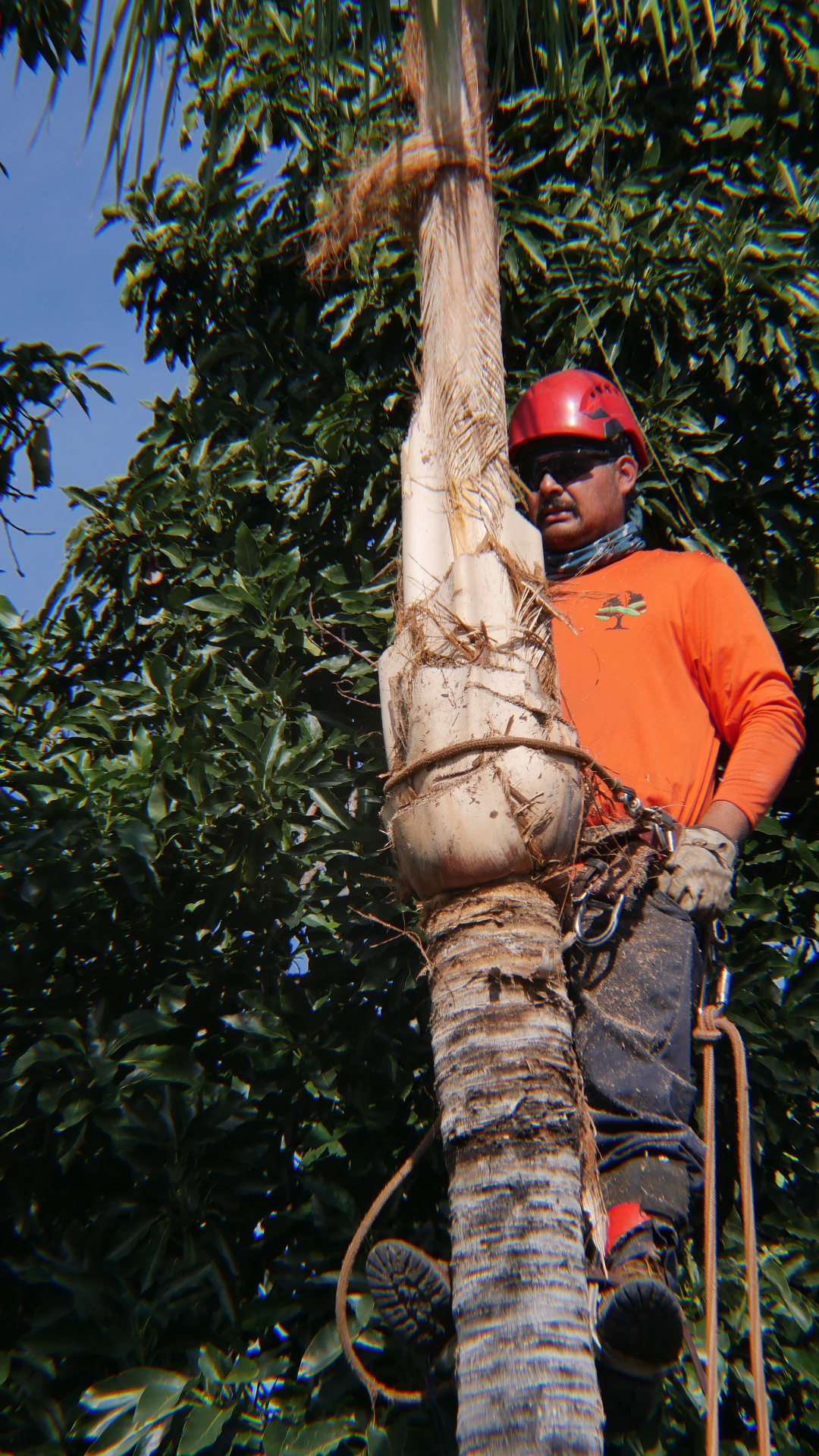 Palm tree maintenance