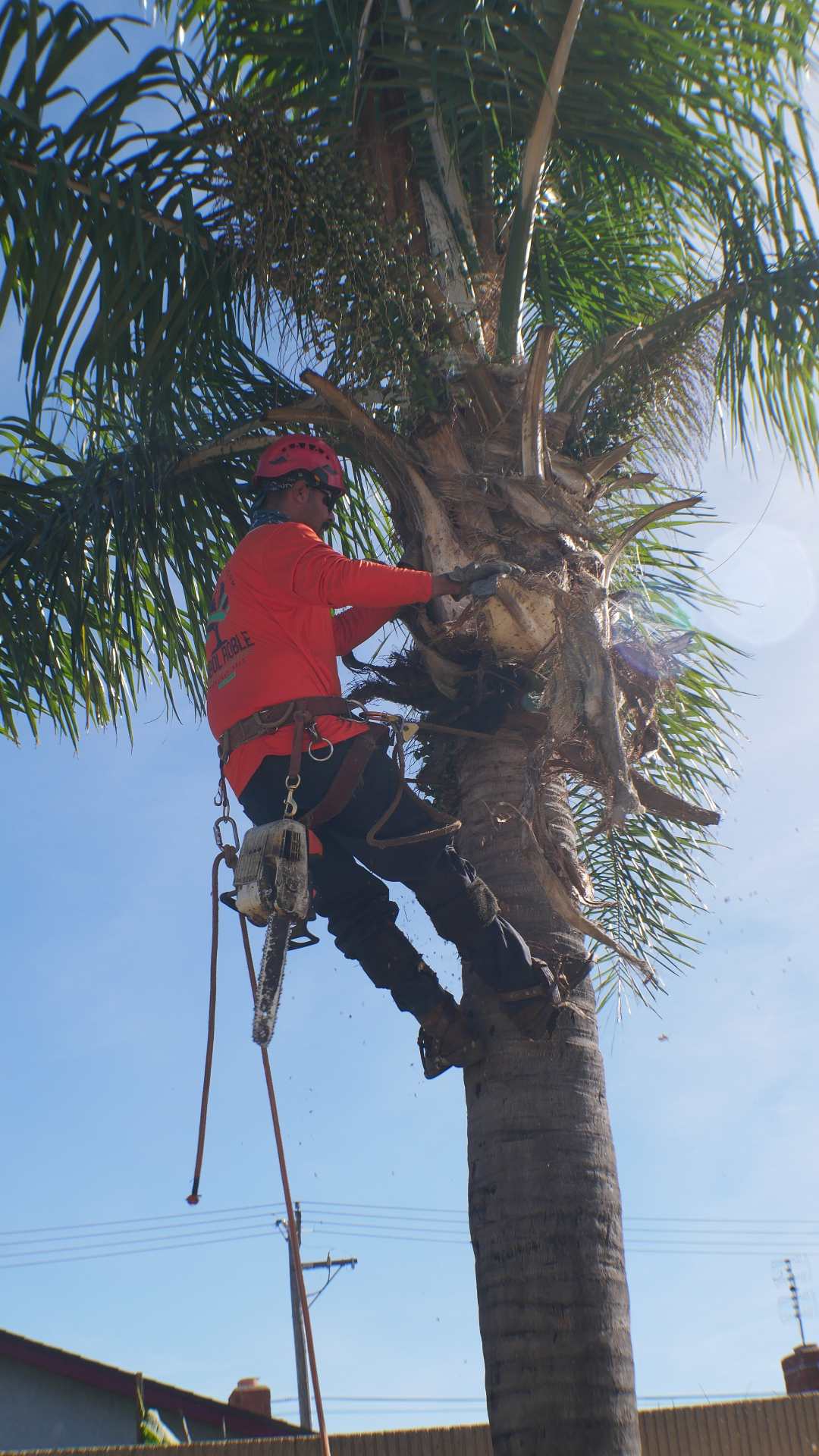 Commercial tree trimming