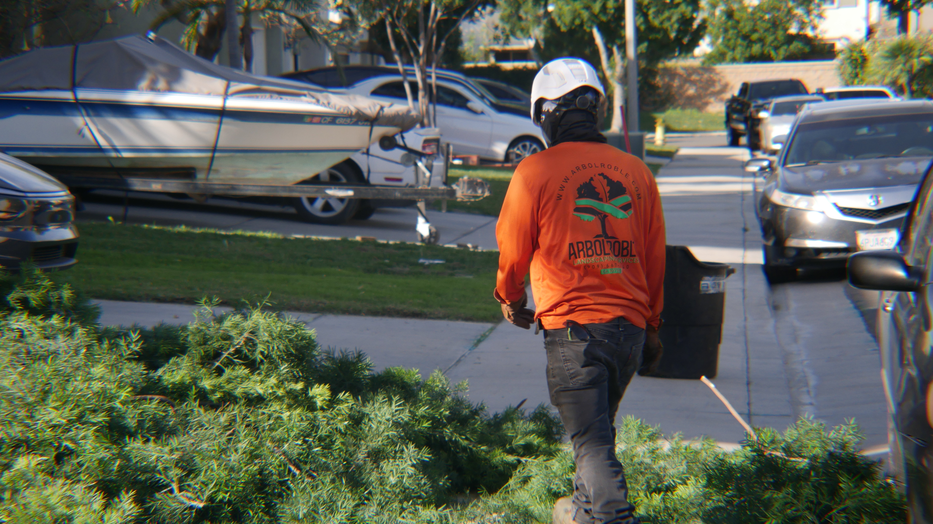 Arbol Roble professional